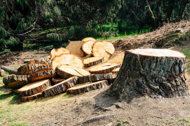 How Our Tree Care Process Works  in  Lincoln Park, NJ